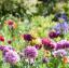 Yanlış Telaffuz Ettiğiniz 20 Popüler Çiçek ve Ev Bitkisi