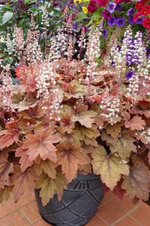 planta heuchera com vistosas folhas recortadas em cores marcantes