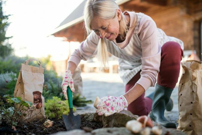 mulher sênior plantando bulbos ao ar livre no jardim de outono, conceito de jardinagem