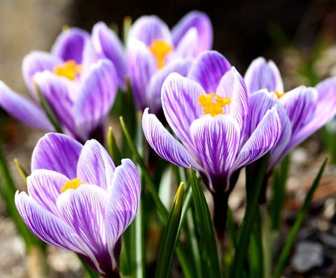 屋外で咲く紫色のクロッカスのクローズアップ
