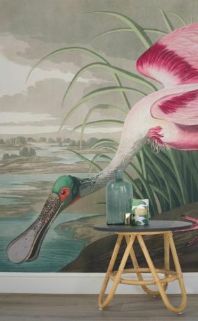 คอลเลกชัน Audubon - นก - วอลเปเปอร์ภาพจิตรกรรมฝาผนัง ภาพประกอบโดย เจ.เจ. ออดูบอน นกแห่งอเมริกา