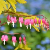 रोपण पौधे: कंट्रास्ट और सद्भाव के लिए रंगीन उद्यान पौधे