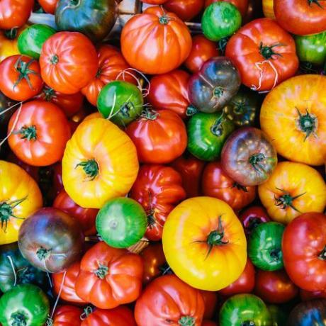 tomates, récolte d'automne