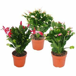 Cactus di Natale - Set di 3 piante
