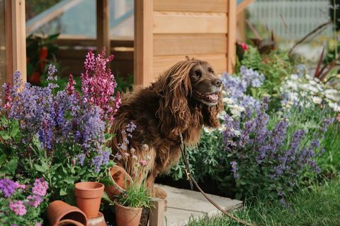 Een hond bij de stands op de RHS Chatsworth Flower Show 2019