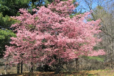 İlkbahar: Tam Bloom Çiçek Açan Yengeç Elma Ağacı