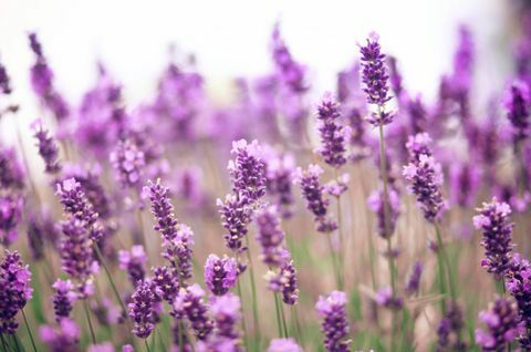 Plant, Paars, Lavendel, Violet, Lavendel, Kruidachtige plant, Wildflower, Eenjarige plant, Engelse lavendel, Subshrub, 