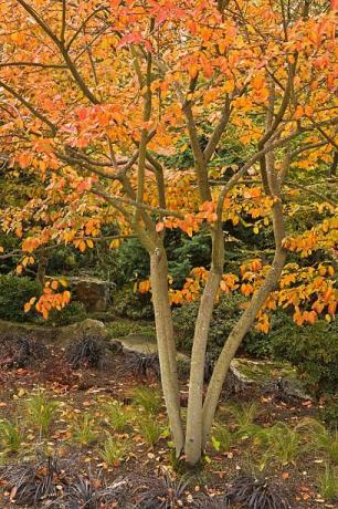 Strom, Rostlina, List, Listnatý, Podzim, Dřevina, Severní les z tvrdého dřeva, Biome, Javor, Mírný širokolistý a smíšený les, 