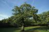 RHS ragina britus pastebėti saldaus kaštono medžius, kuriems gresia pavojus JK