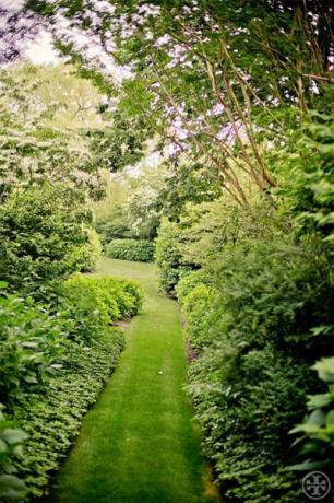 Vegetácia, tráva, zelená, krík, záhrada, botanika, podzemný plášť, slnečné svetlo, živý plot, chodník, 