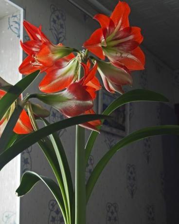 Amaryllis rote Blume im Topf, schmaler Fokusbereich
