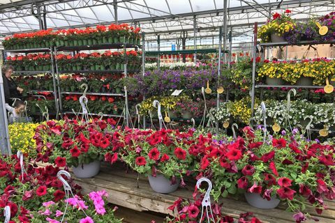 virágok és növények a kertközpontban és a növények óvodájában, amikor a tavaszi szezon megérkezik Torontóba, Ontario, Kanada, fotó kreatív érintéses képalkotással ltdnurphoto