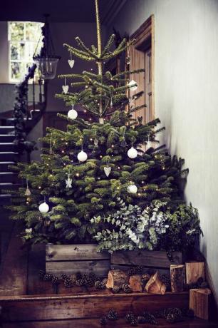 Право божићно дрвце из Виевале Гарден Центерс