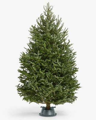 עץ חג המולד האמיתי של פרייזר אשוח