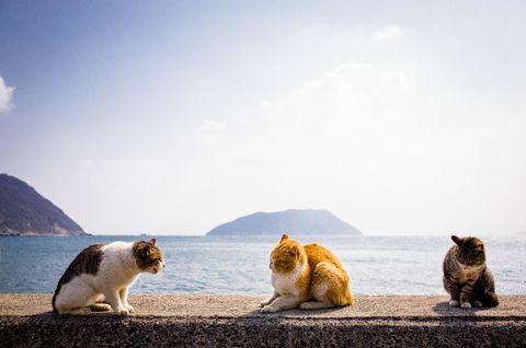katten eiland