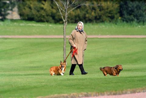 Dronning Elizabeth II går med sine hunde på Windsor Castle