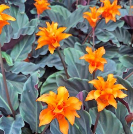 ryškiai oranžinės calathea crocata tasmanijos gėlės, taip pat žinomos kaip amžinoji liepsna, apsupta tamsių lapų