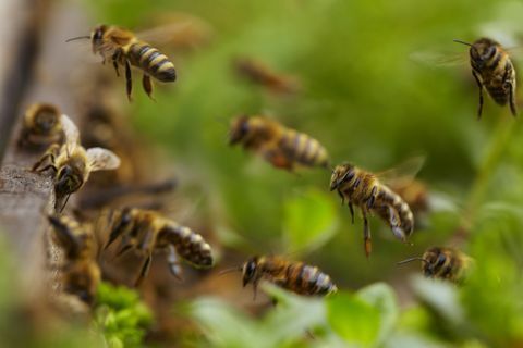 Repül a mézelő méh