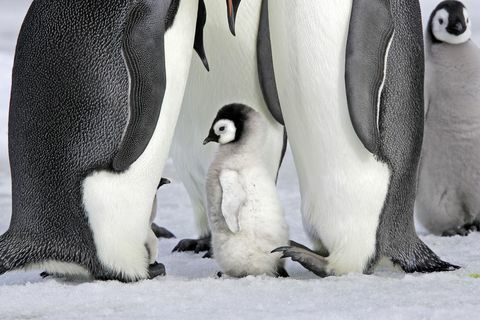 Antarctique, Péninsule antarctique, Snow Hill Island, manchot empereur (Aptenodytes forsteri), adulte et jeune, bébé // Antarctica, Peninsula Antarctică, Pinguin Împărat (Aptenodytes forsteri), tineri
