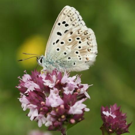 Un impresionante macho tiza hill blue butterfly polyommatus coridon nectaring en una flor de mejorana