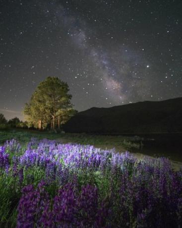 Lupinen-Wildblumen blühen und die Milchstraße boomt