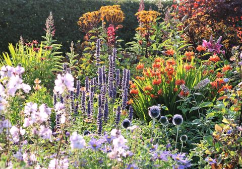 Коттедж Dunvorist, Ангус, травянистые многолетники - Схема садов Шотландии