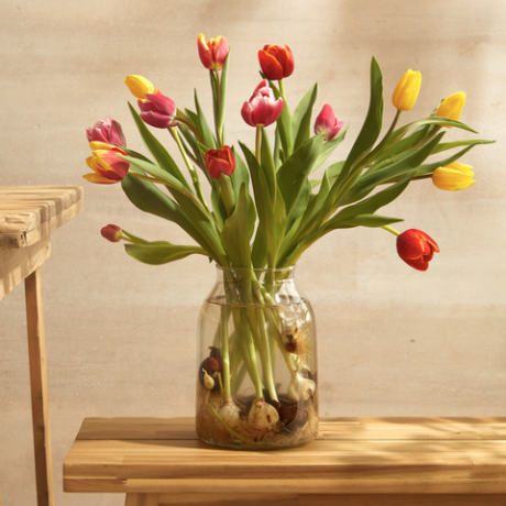 Цвітіння диких британських вирощених квітів тюльпани з цибулинами