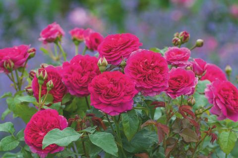 سيكشف David Austin Roses عن نوعين جديدين من الورود الإنجليزية في معرض RHS Chelsea Flower Show
