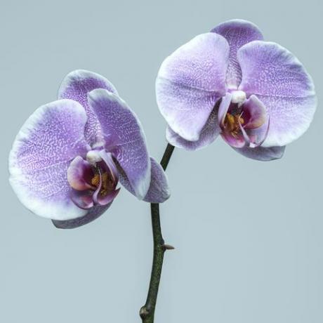 orkidépleje, hvordan man plejer orkideer, lilla og hvid lilla orkidé på blå baggrund