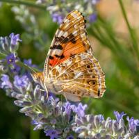 Schmetterlingszählung: Große Schmetterlingszählung 2021, 16. Juli