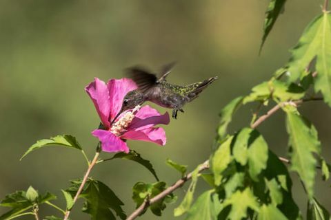 एक हमिंगबर्ड शेरोन फूल के गुलाब के चारों ओर उड़ता है जो अमृत या पराग इकट्ठा करता है