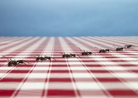 Reihe von Ameisen auf Tischdecke
