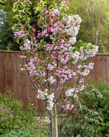 मालस 'स्नोक्लाउड' केकड़ा सेब के पेड़ के वसंत गुलाबी फूल फूल
