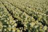 Inggris Dapat Menghadapi Kekurangan Daffodil Saat Cuaca Ringan Berlanjut
