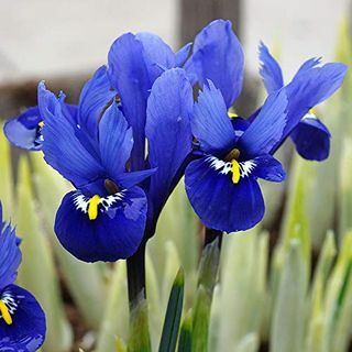 Iris Reticulata 'ความสามัคคี'