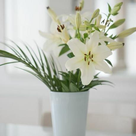 balta lelijos gėlė vazoje