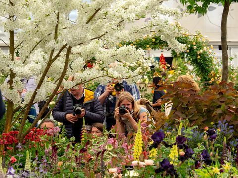 לונדון, אנגליה עשויים 20 צלמים לדאוג לסלבריטאים ביום העיתונות בתערוכת פרחי צ'לסי ב -20 במאי 2019 בלונדון, אנגליה צילום: פיטר דנץ '