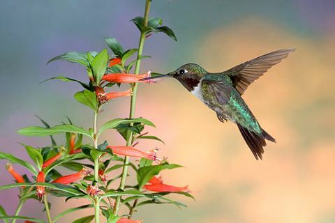 το ruby ​​throated hummingbird archilochus colubris είναι ένα είδος κολιμπρί καθώς με όλα τα κολιμπρί, αυτό το είδος ανήκει στην οικογένεια trochilidae και είναι Αυτό το μικρό ζώο περιλαμβάνεται επί του παρόντος στη σειρά apodiformes, το μόνο είδος κολιμπρί που φωλιάζει τακτικά ανατολικά του ποταμού Μισισιπή στο βορρά Αμερική