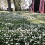 Jak sadzić trawnik z koniczyny według ekspertów Yardzen 2023