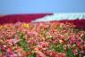 Carlsbad Çiftliği Düğünçiçeği Tarlaları