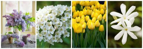 Žltá, prírodné prostredie, rastlina, okvetné lístok, kvet, kvitnúca rastlina, jar, detail, lúka, stonka rastliny, 