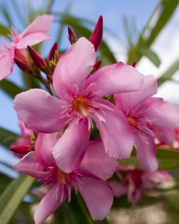 Tuvplāns no rozā oleandra (Nerium oleander) ziediem, ...