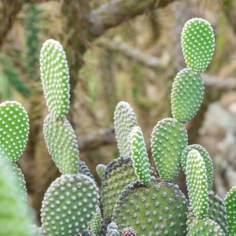 opuntia microdasys albida kaktus i en kaktus trädgård, även kallad ängelvingar, kanin öron kaktus, kanin kaktus eller prick kaktus
