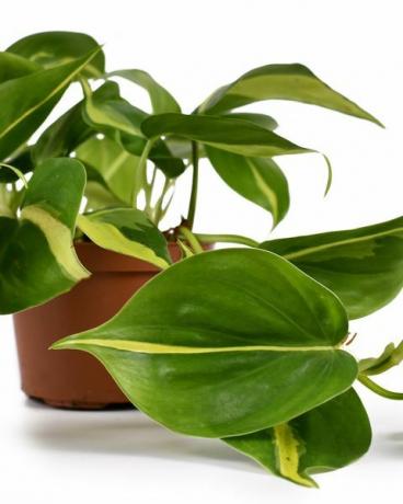 plante trailing philodendron hederaceum scandens brasil