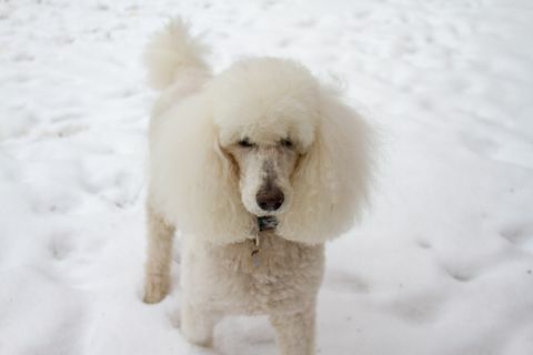 كلب في الثلج