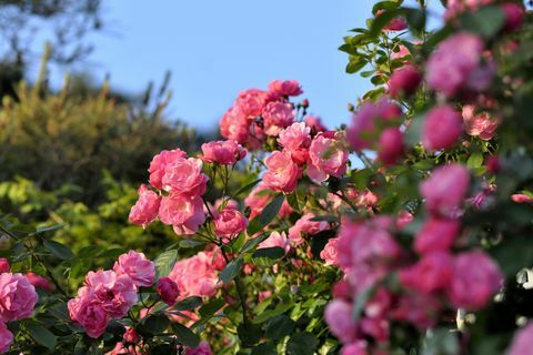 Primo piano di piante da fiore rosa