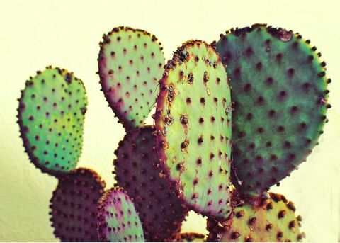 Közelkép a tüskés körte kaktusz az ég ellen