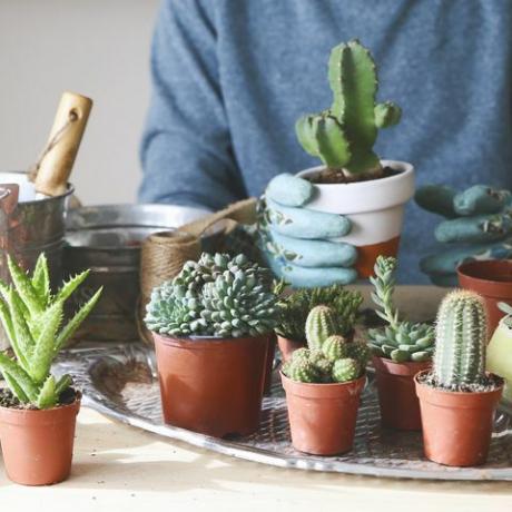 skupina kaktusů na dřevěném stole