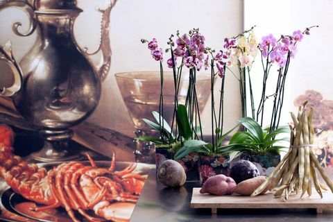 Phalaenopsis: Orchidėjos, apimančios harmonizavimo tendenciją