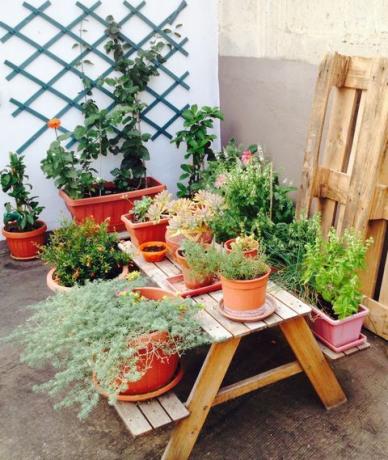 木製のテーブルに鉢植えの植物